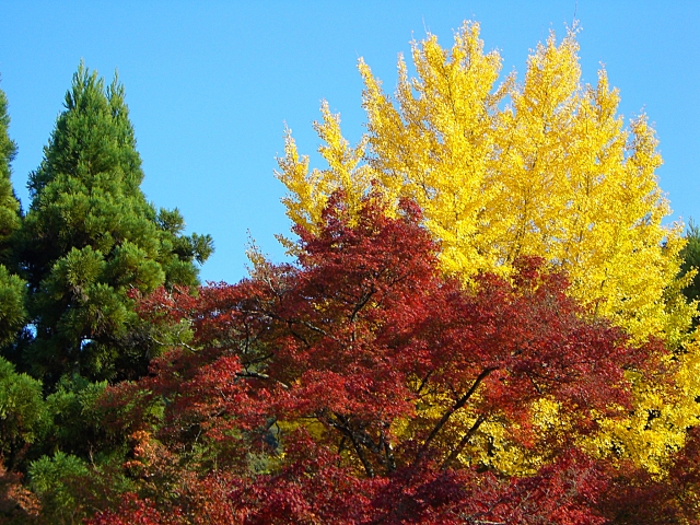 11月の時候の挨拶