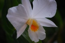 カトレアの花言葉