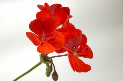 ゼラニウムの花言葉