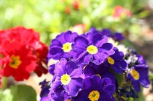 プリムラ 花言葉