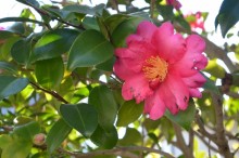 椿 花言葉