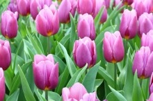 チューリップ 花言葉