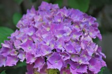 紫陽花 花言葉