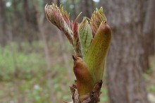 たらの芽 食べ方