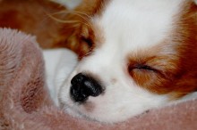 ペット 犬 死んだら