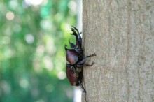 カブトムシ 寿命
