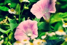 昼顔 花言葉