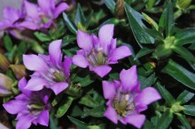 竜胆 花言葉 由来