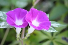 朝顔 花言葉