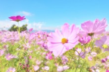 コスモス 花言葉