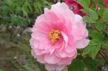 牡丹 花言葉
