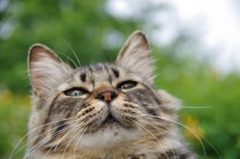 猫 死んだら