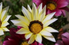 ガザニア 花言葉