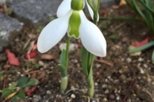 スノードロップ 花言葉