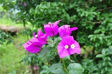 ブーゲンビリア 花言葉
