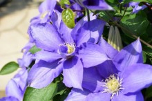 クレマチス 花言葉