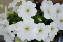 ペチュニア 花言葉