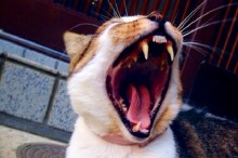 猫 虫歯 歯周病