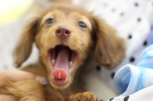 犬 虫歯 症状