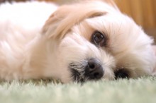 犬の毛が抜ける