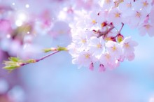 寒の戻り 意味 時期