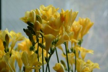 フリージア 花言葉