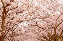 花曇り 意味 時期