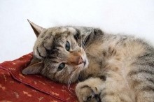 猫 毛が抜ける