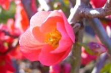 ボケ 花言葉