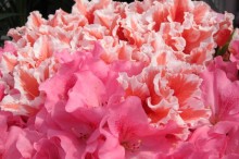アザレア 花言葉