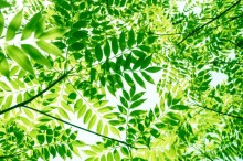 植物 かぶれ