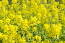 菜の花 栄養