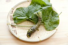 わさび 栄養 効果 効能