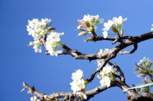 梨 花言葉 由来