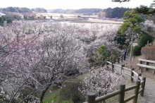 水戸梅まつり 2016