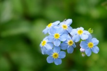 勿忘草 花言葉