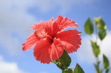 ハイビスカス 花言葉