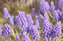 ムスカリ 花言葉