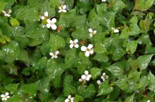 どくだみ茶 効果 効能
