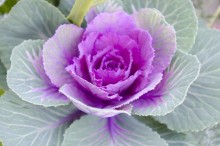 葉牡丹 花言葉