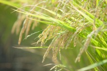 稲科 花粉症