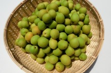 青梅 毒