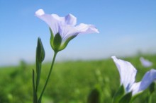 亜麻仁油 効果 効能