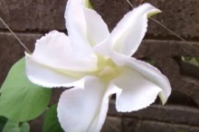 夕顔 花言葉