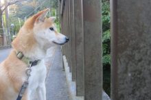 犬 噛まれたら