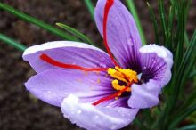 サフラン 花言葉