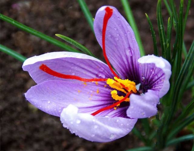 サフラン 花言葉