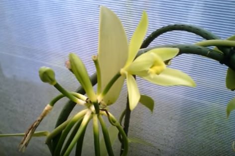 バニラ 花言葉
