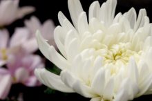 四十九日 意味 法要