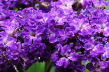 ヘリオトロープ 花言葉